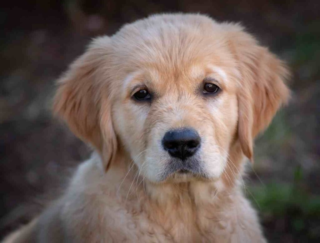 red golden retriever names