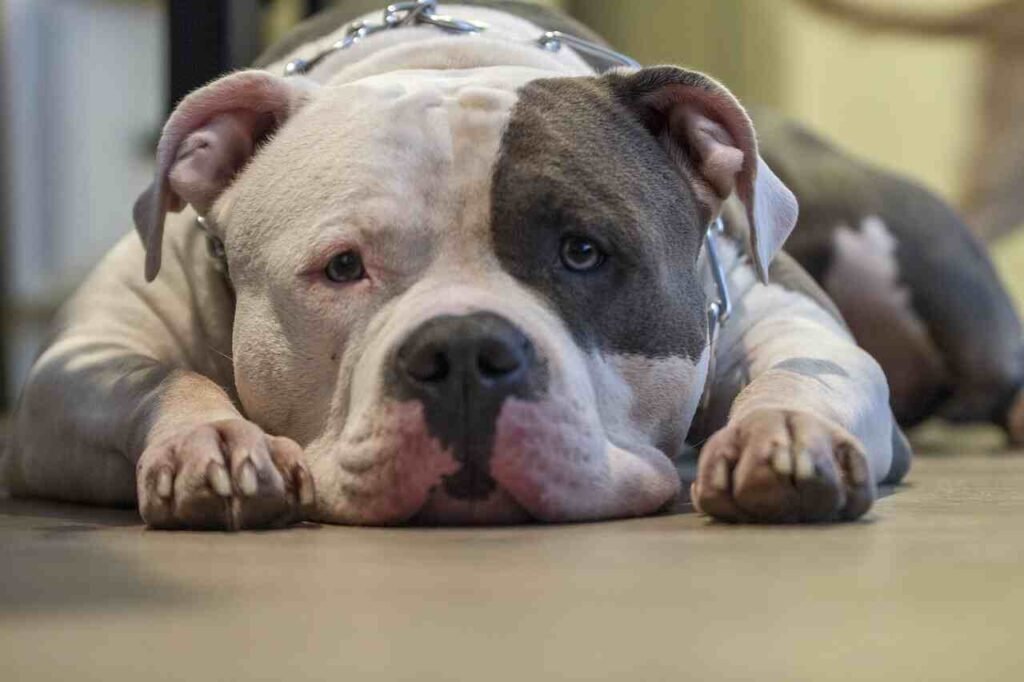 american bully male dog names