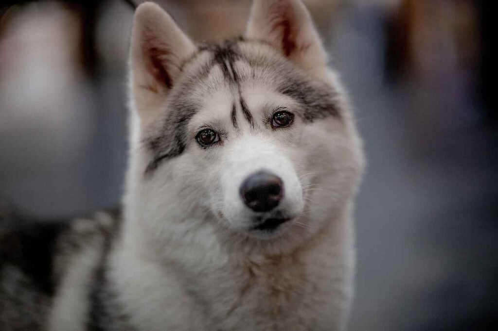 Famous Brave Dog Names