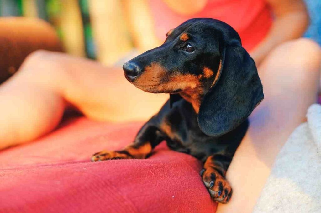 Male Dachshund names