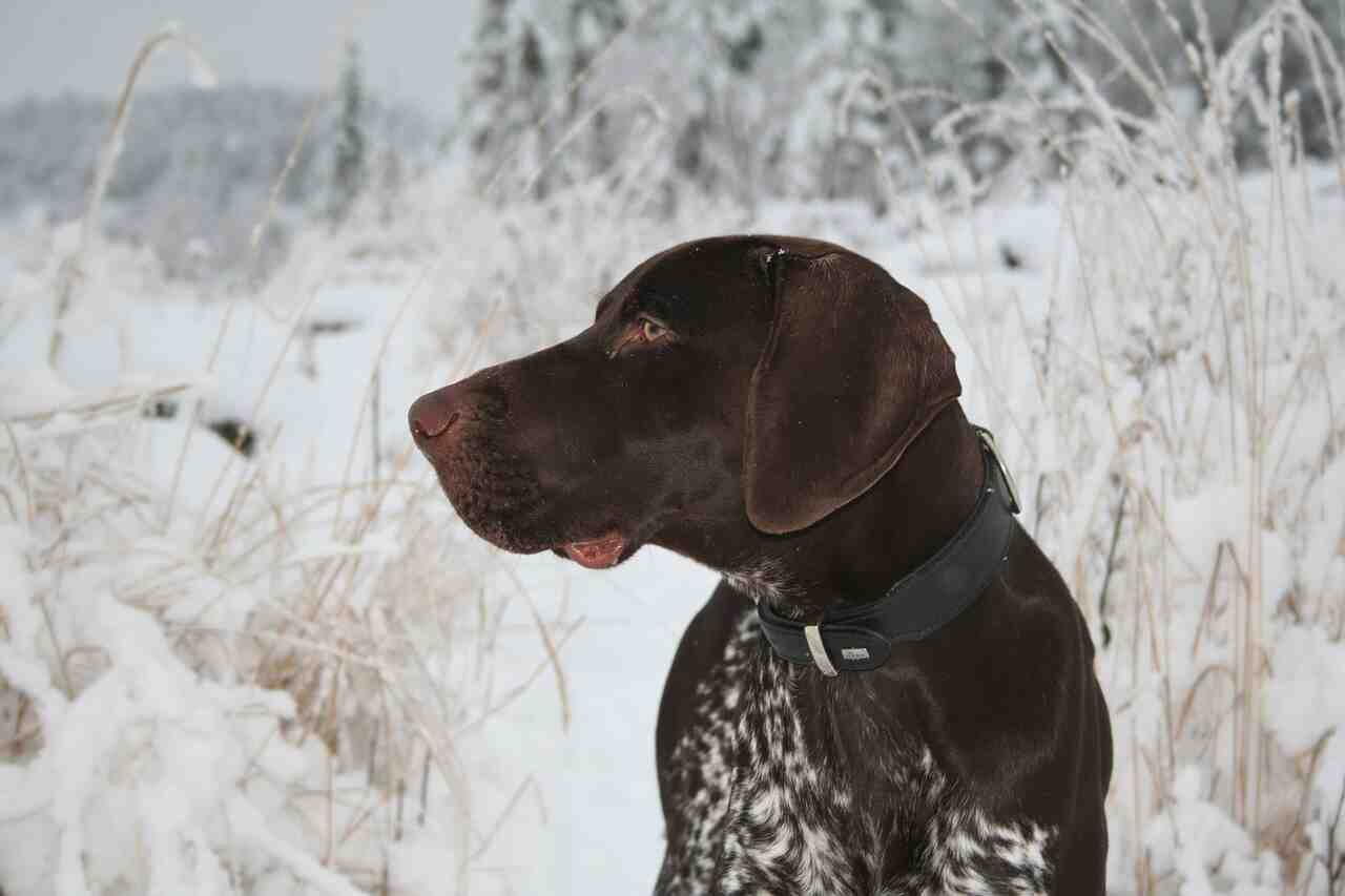 german shorthaired pointer names