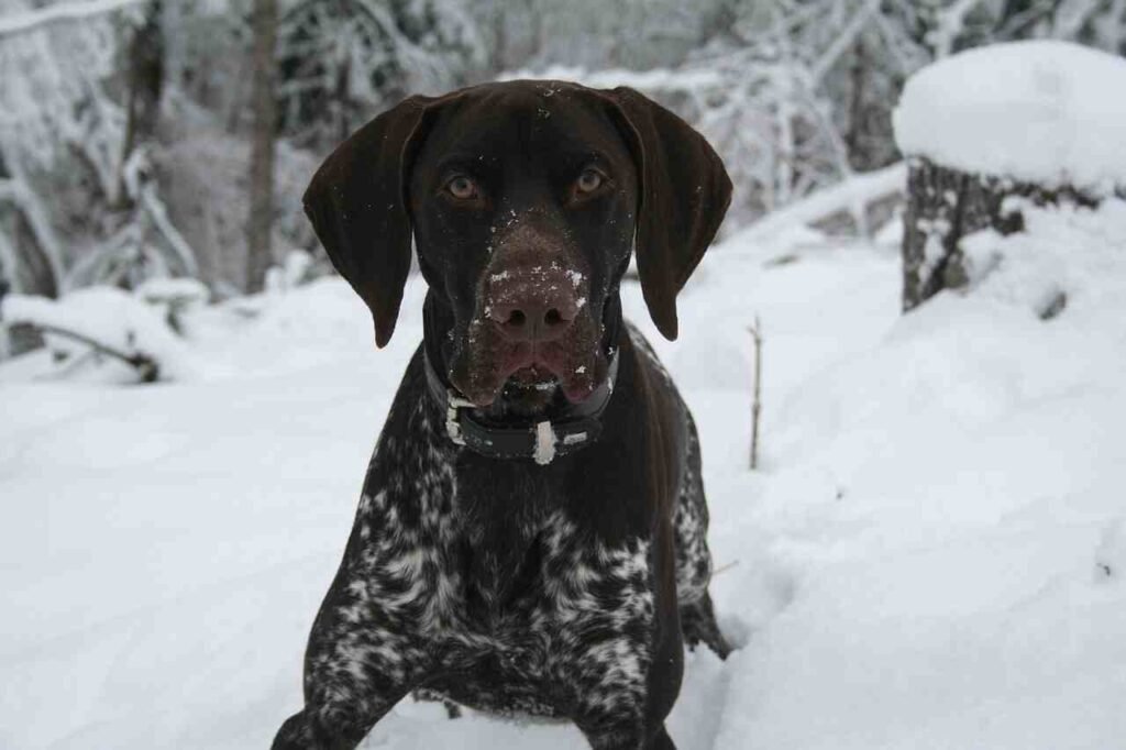 good german shorthaired pointer names