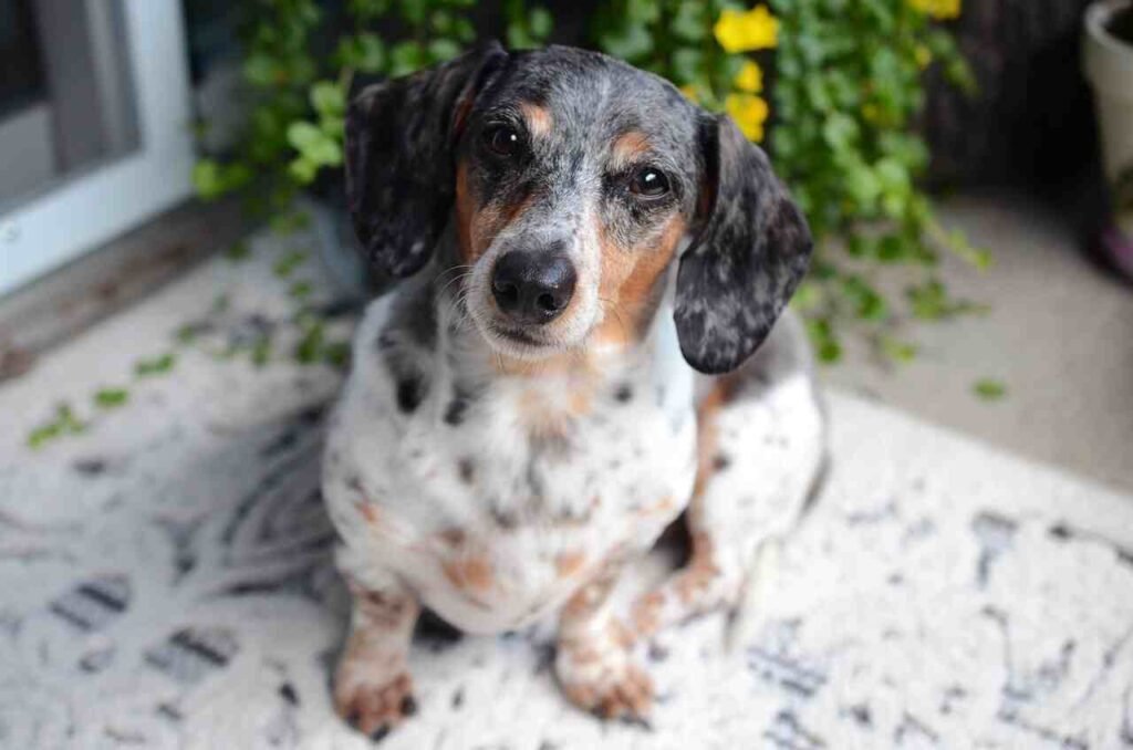 best female Dachshund names