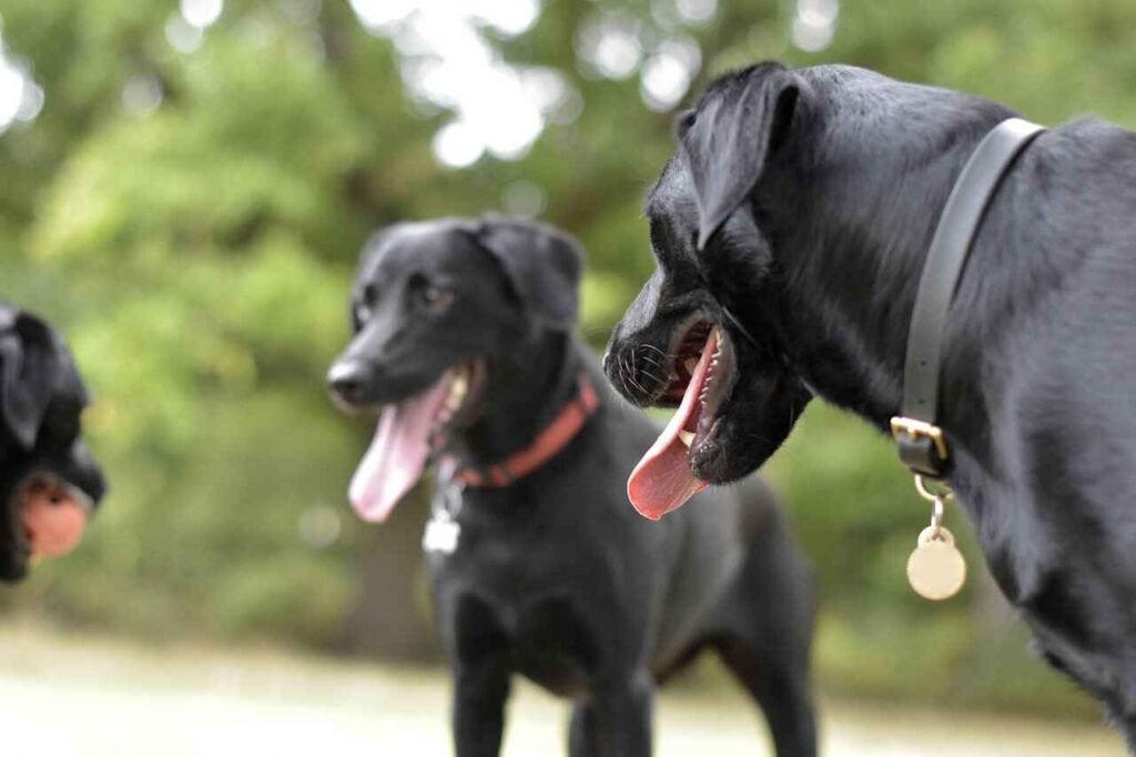 Best Unique Black Dog Names