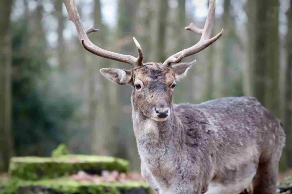 regional wild animal names