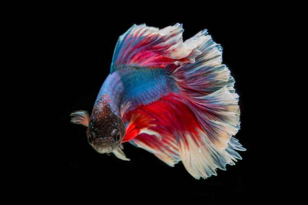 Best Funny Fish Names