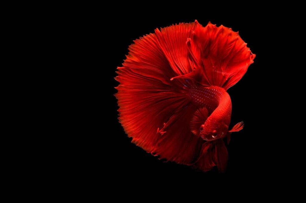 Red Betta Fish Names