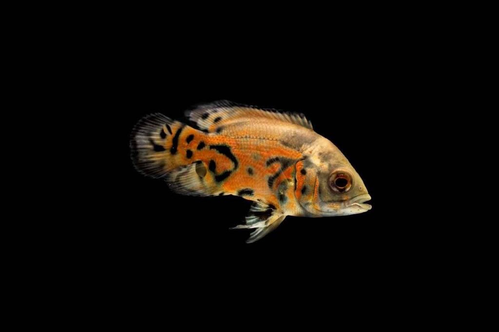 Famous fish names