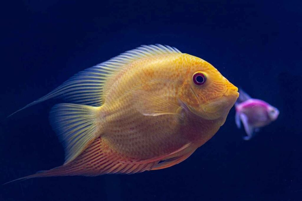 Best female fish names