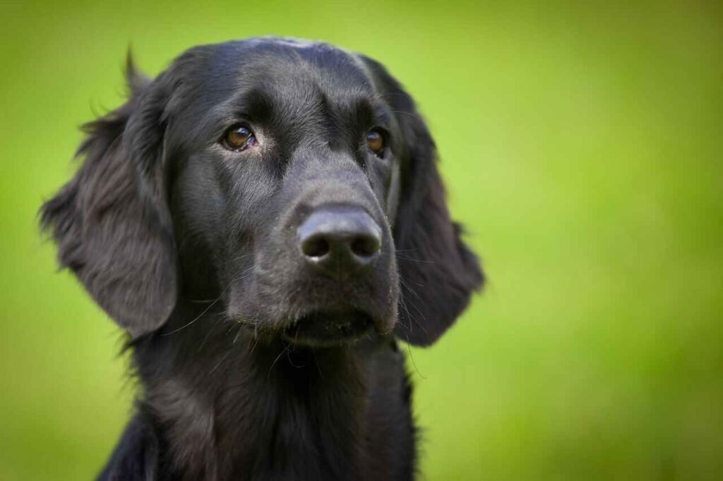 best male black dog names
