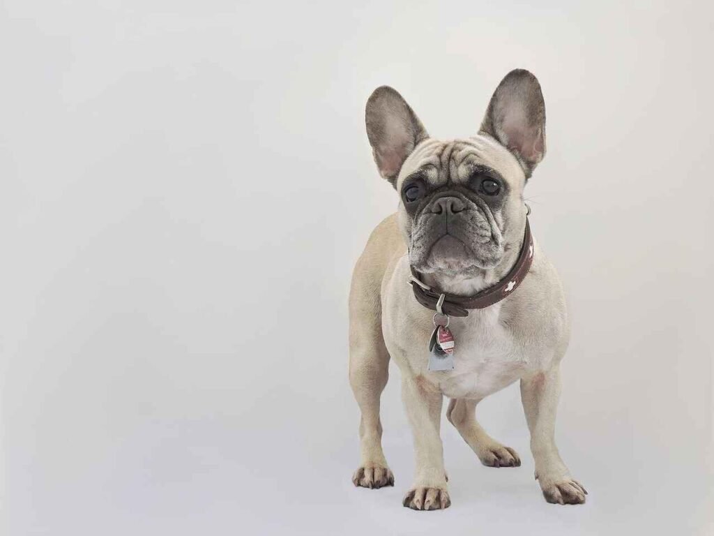English Bulldog Puppy
Names