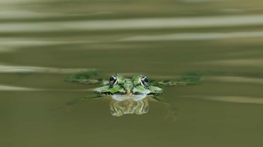 Marine Amphibians (Rare sea animal names)
