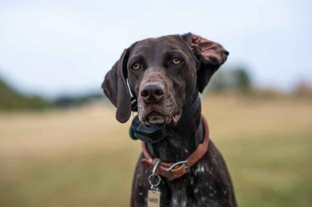 cool and cute german shorthaired pointer names