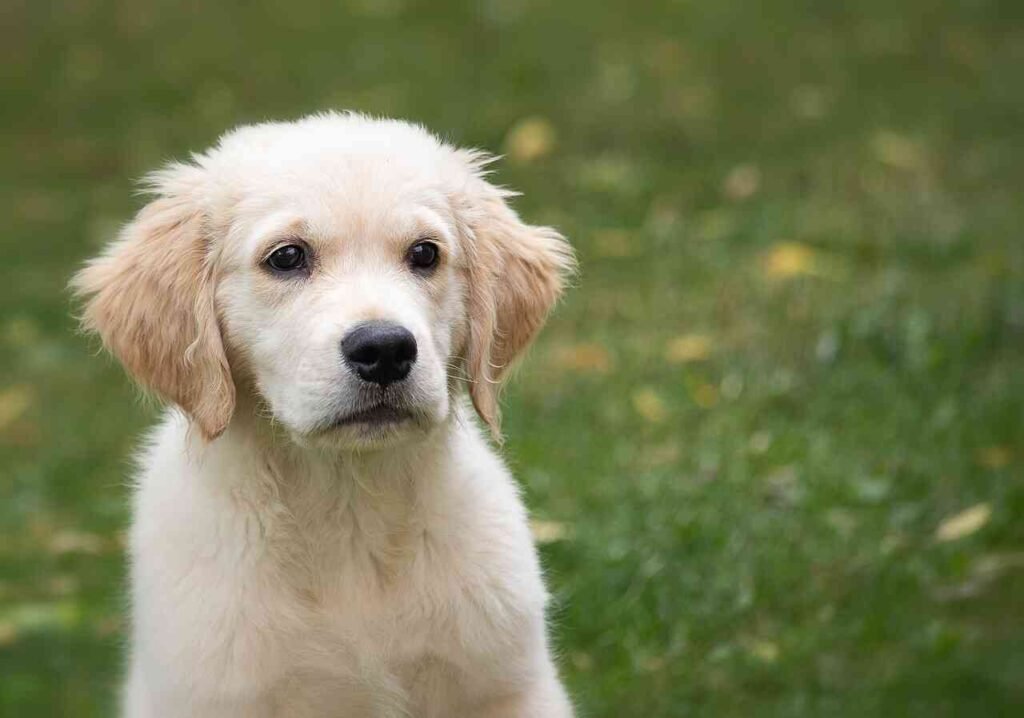 meaningful golden retriever names