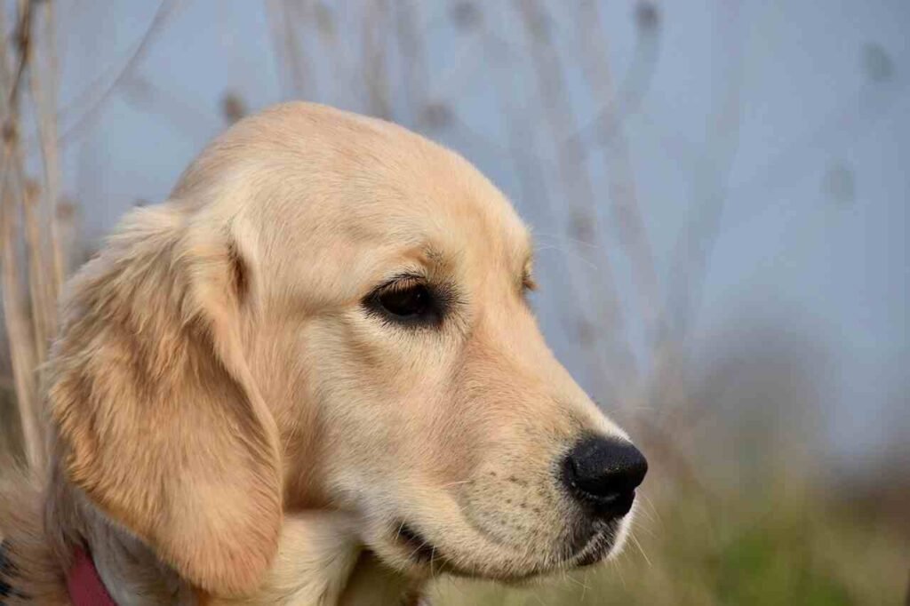 common golden retriever names