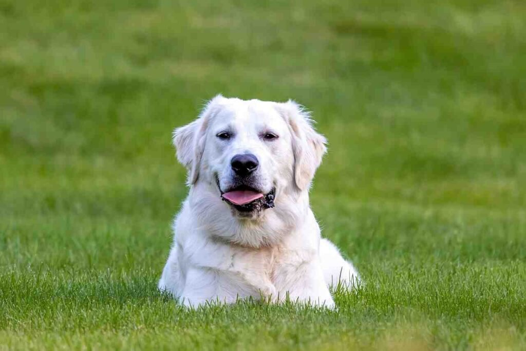 funny golden retriever names
