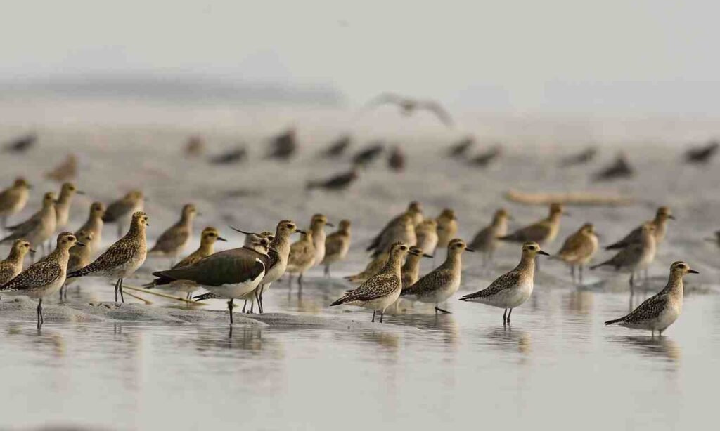 Aquatic Bird Group Names