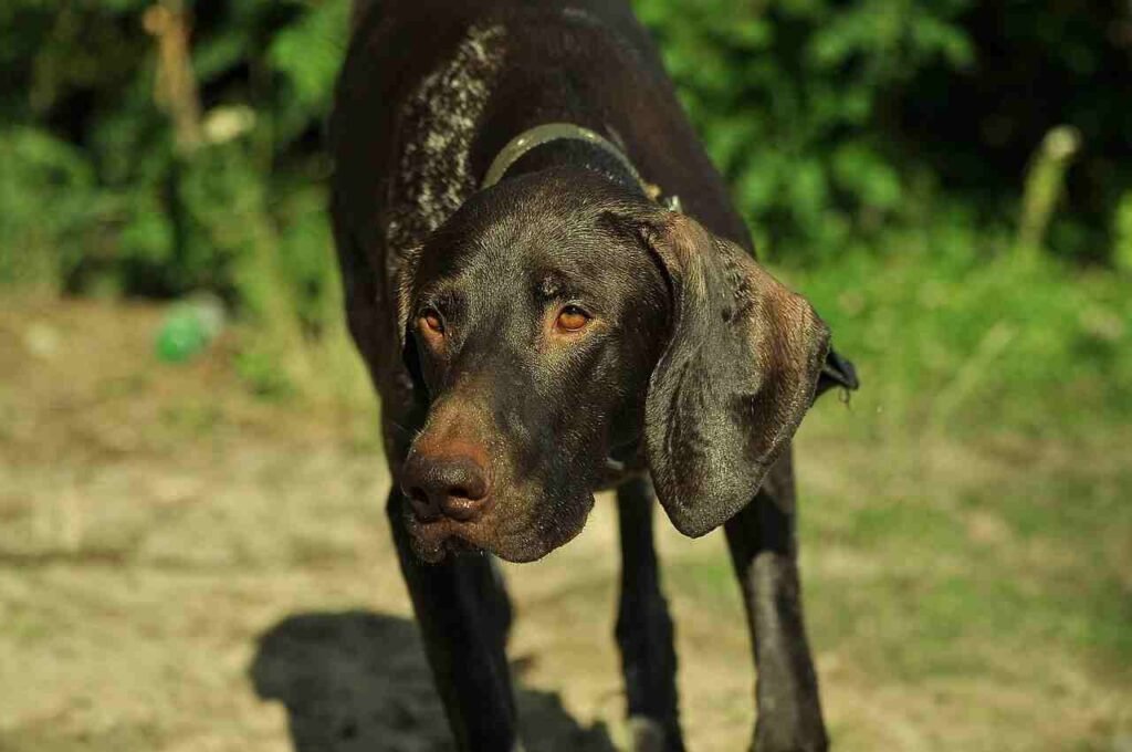 adorable german shorthaired pointer names