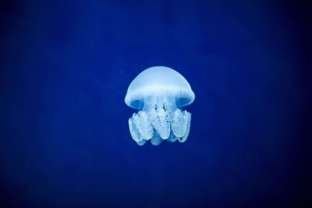 sea Invertebrates (Cnidarians)