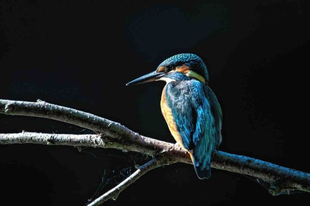 bird names in Hindi and English