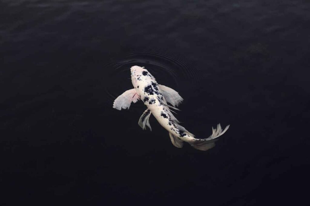 Fictional fish names