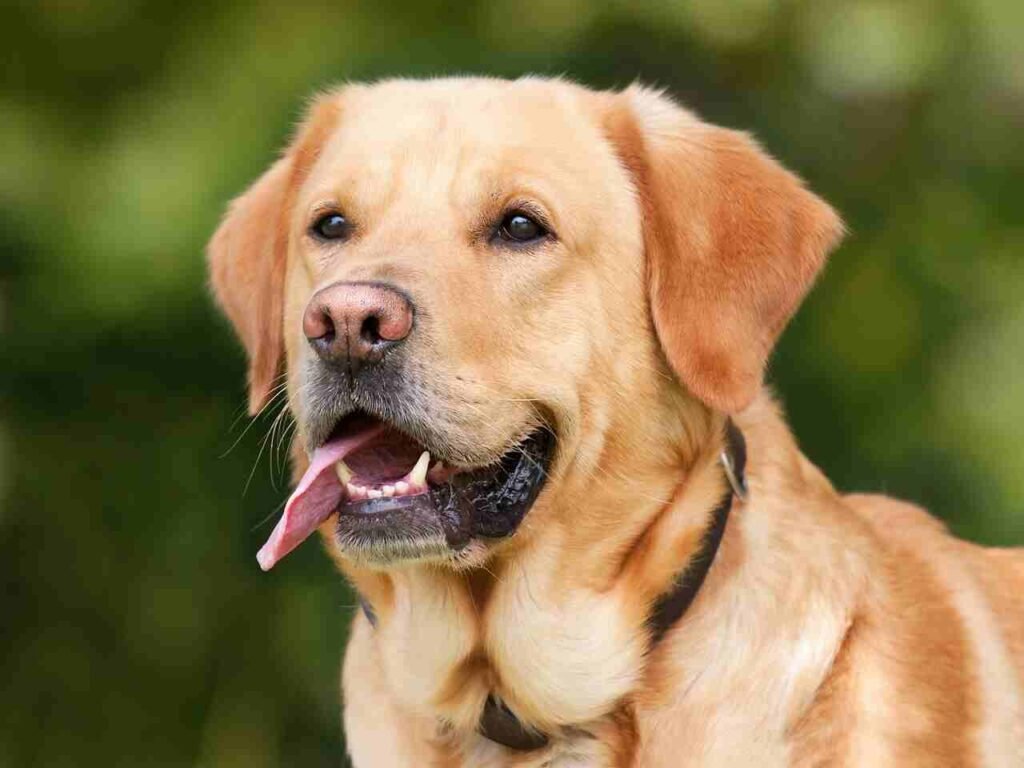 unique chocolate dog names