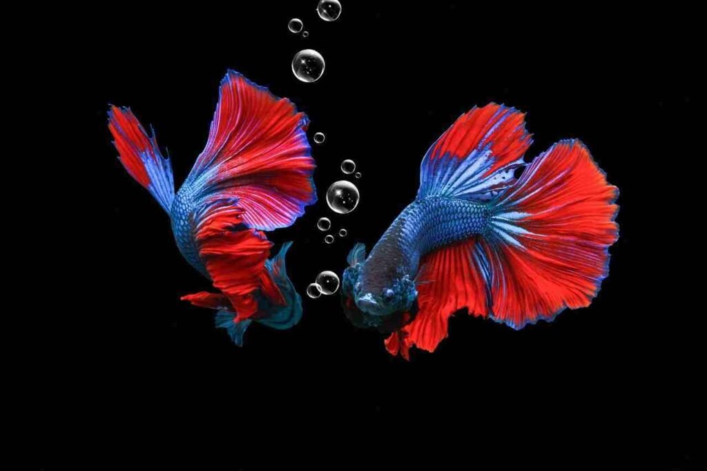 Purple Betta Fish Names