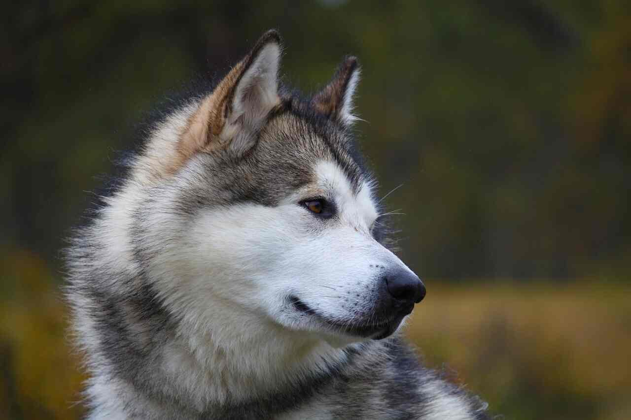 Alaskan Names For Dogs