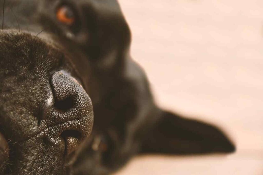 grey cane corso dog names