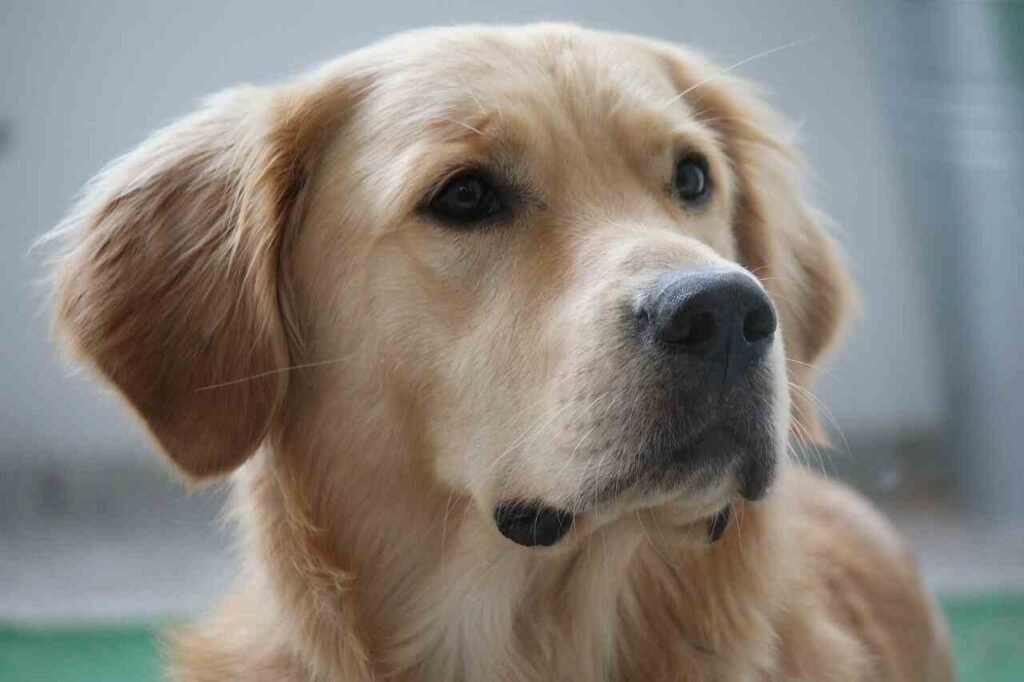 female golden retriever names
