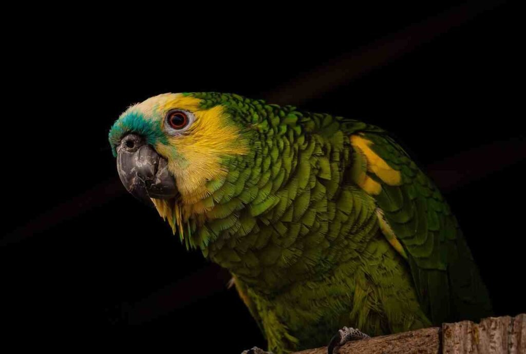 unique parrot names
