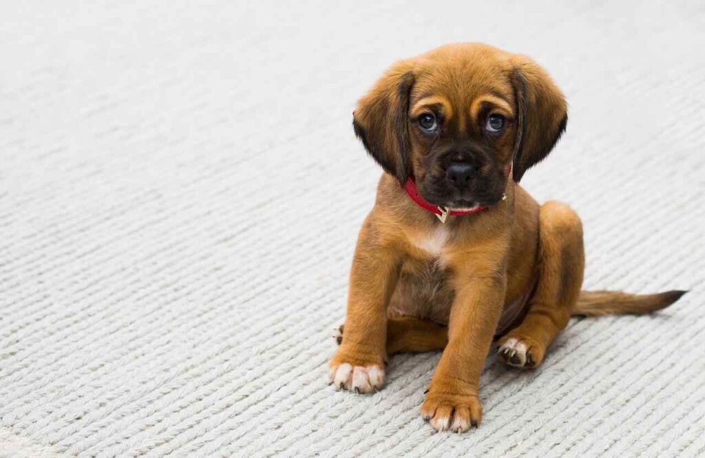 Red Puppy Names