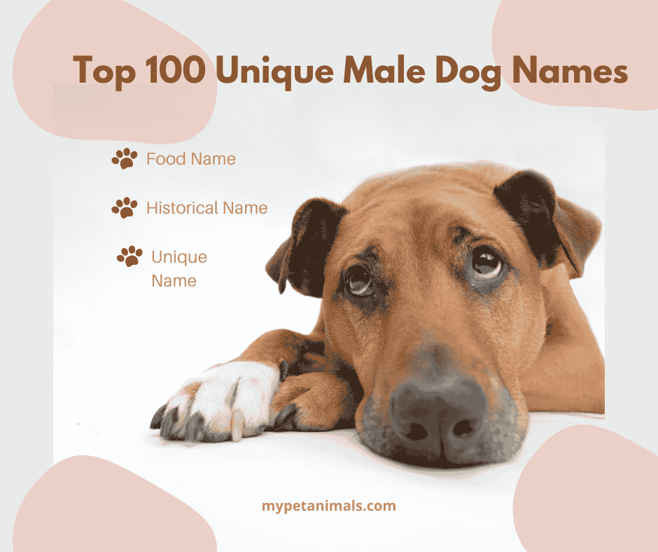 Top 100 Unique Male Dog Names