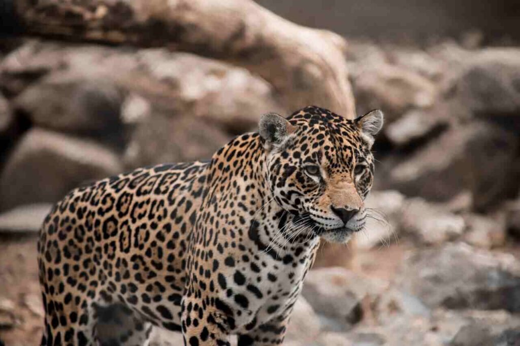 Male Jaguar Naes