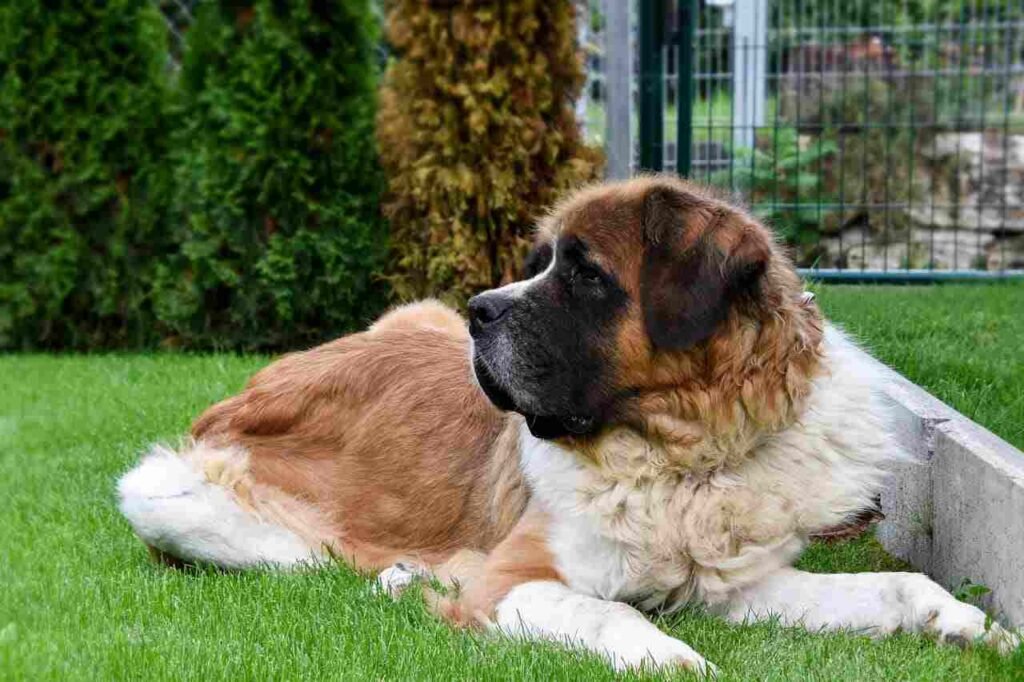Male Saint Bernard Dog Names