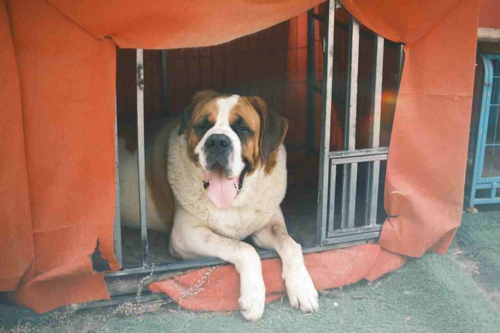Female Male Saint Bernard Dog Names