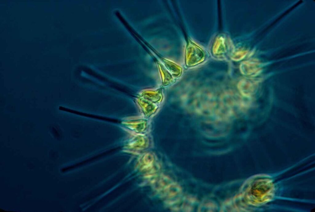 sea plankton names