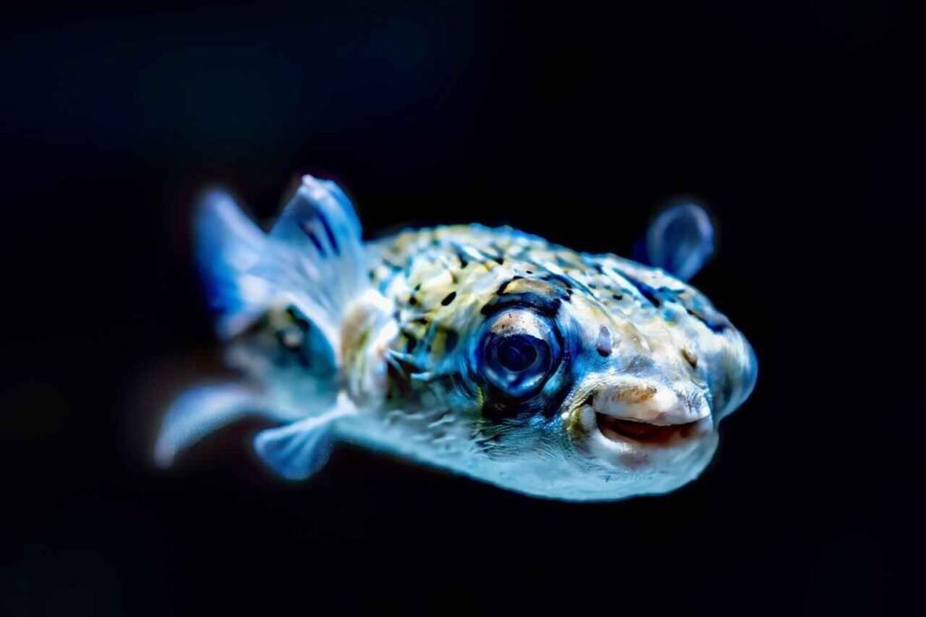 sea animal names