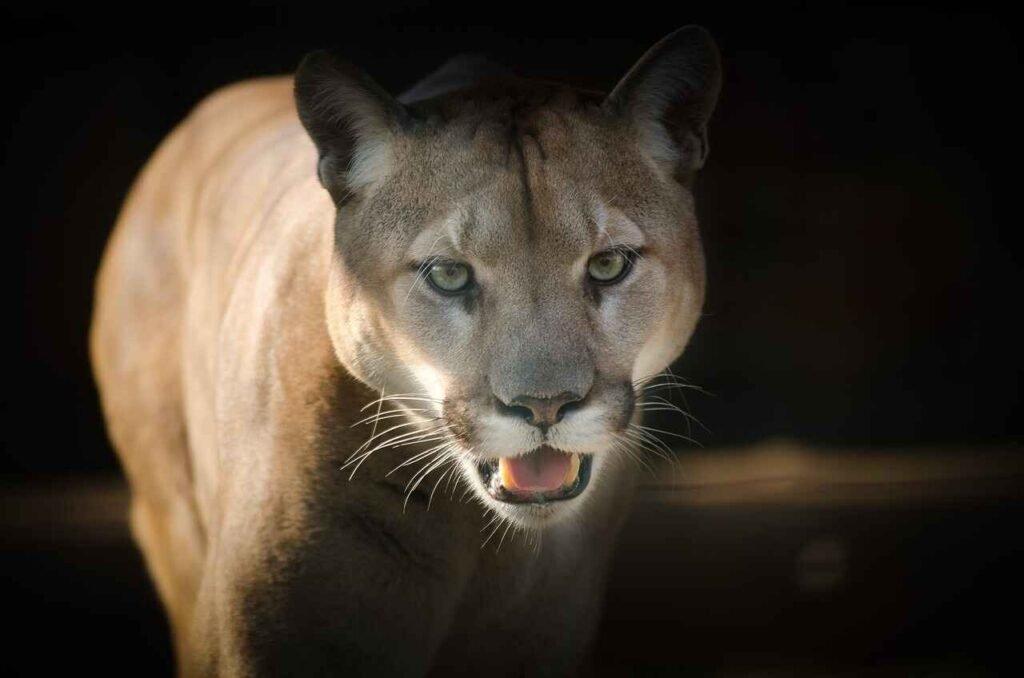Pet Cougar Names