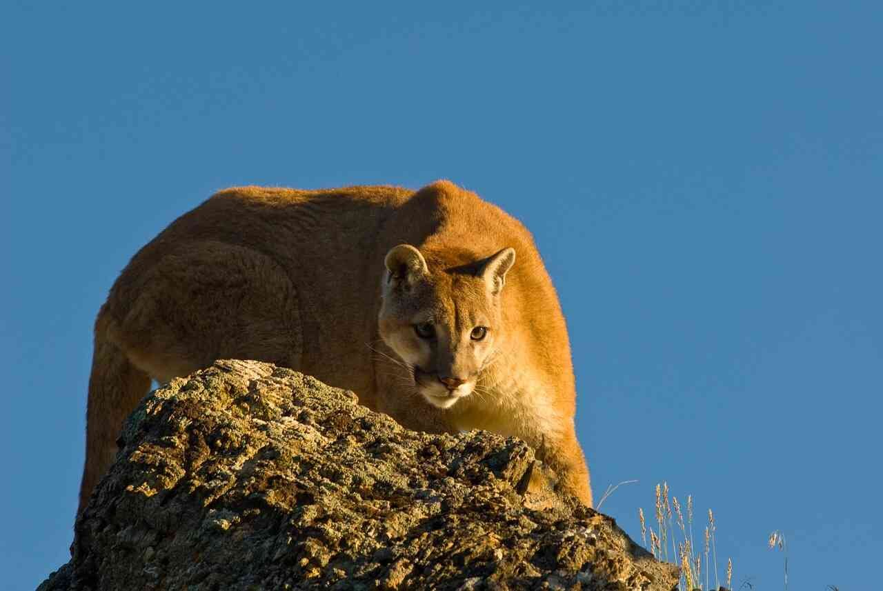 Cougar Names