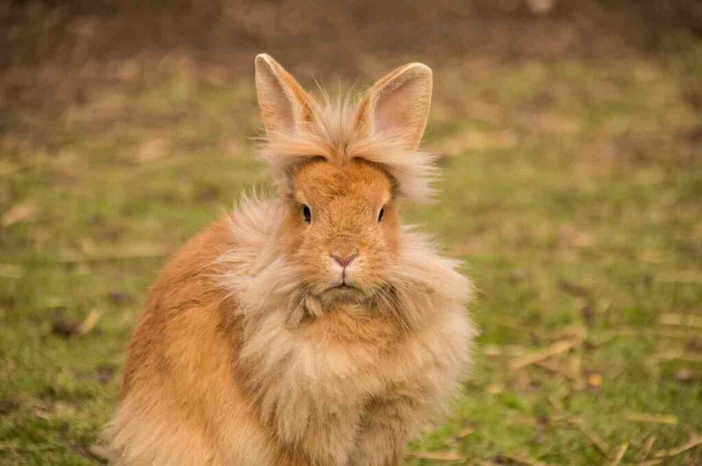 bunny pair names