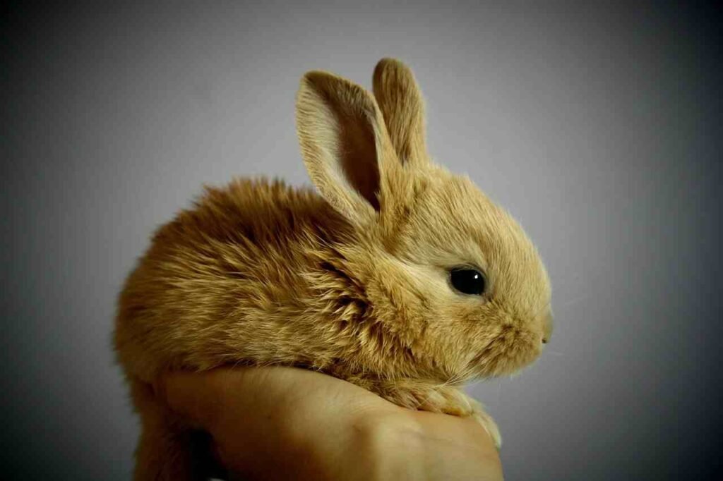 cute bunny names