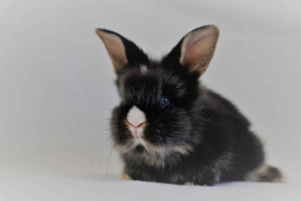 badass bunny names