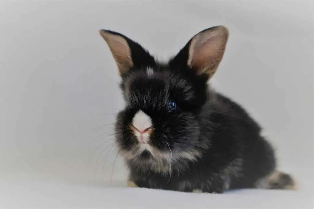 badass bunny names