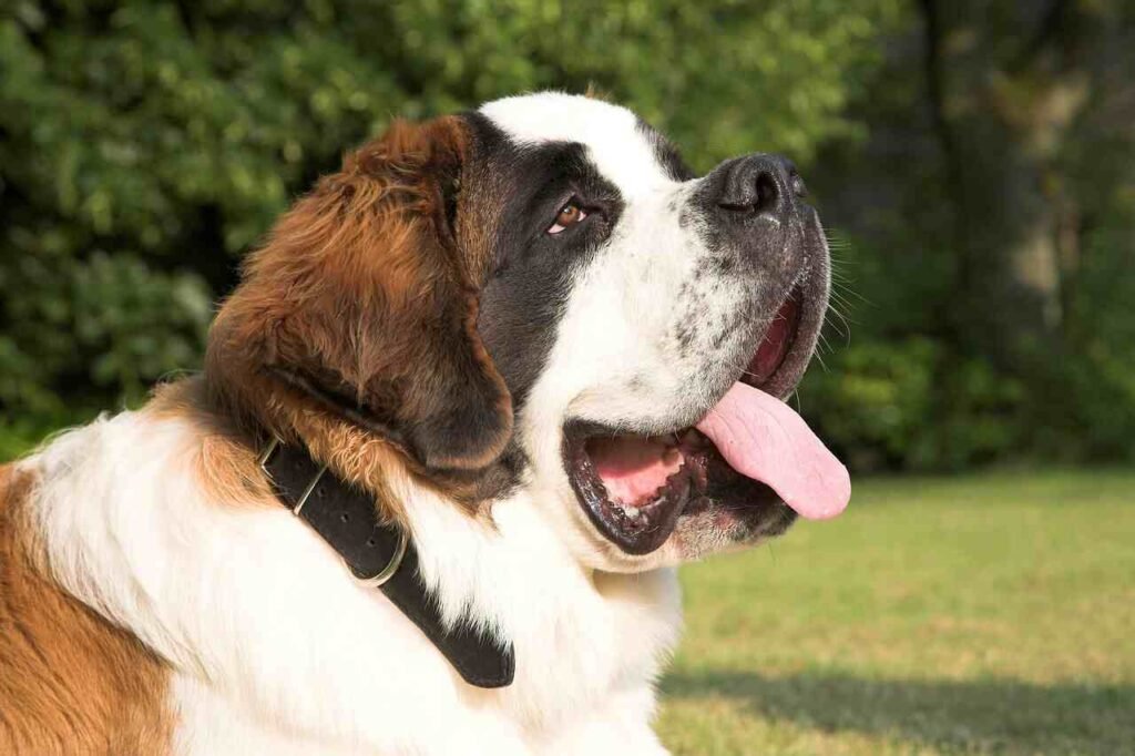Saint Bernard Dog