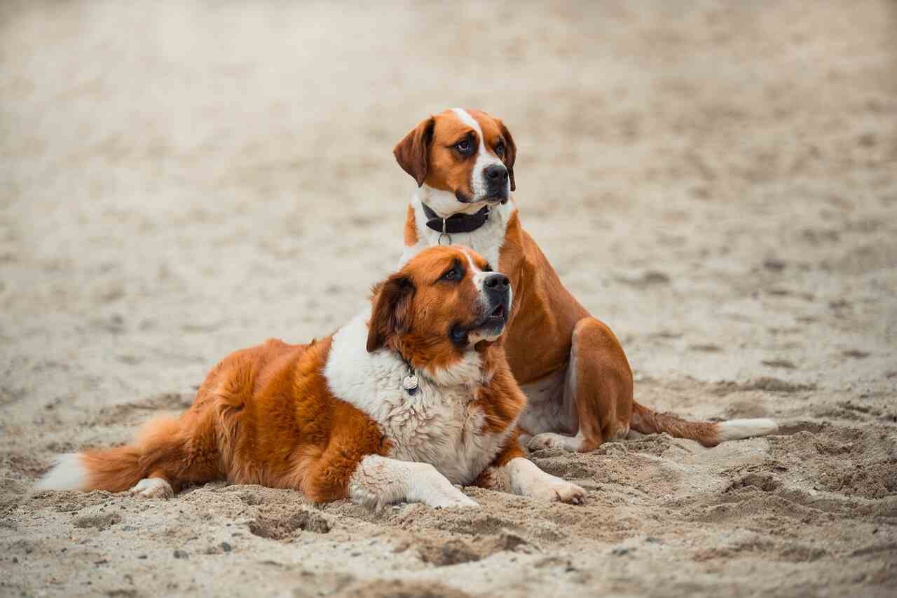 Saint Bernard Dog Names