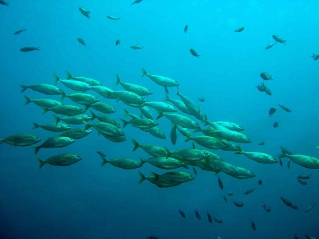 Aquatic Animals Names In Hindi And English
