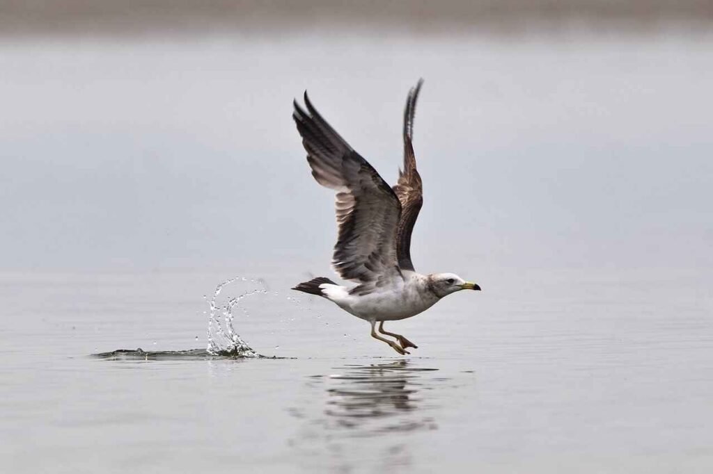 sea bird names