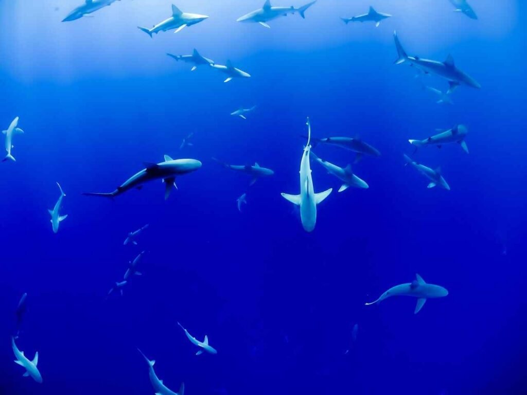 marine animal group names