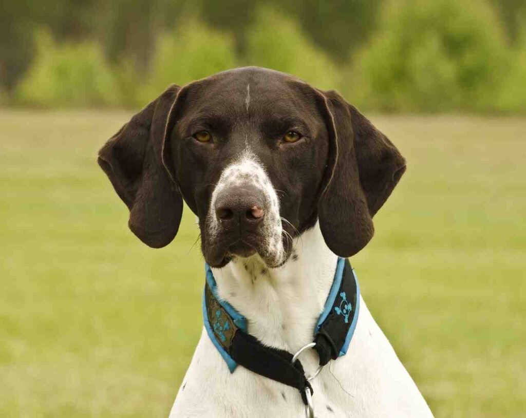 male german shorthaired pointer names